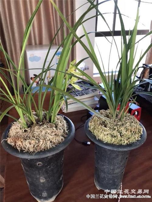 公道吃瓜,揭秘娱乐圈背后的真相  第1张